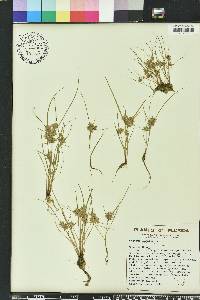 Cyperus pumilus image