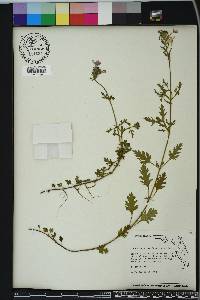 Glandularia canadensis image