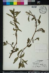 Ludwigia leptocarpa image