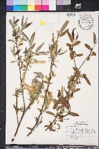 Salix caroliniana image