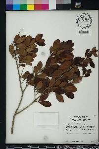 Eugenia foetida image