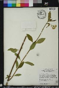 Asclepias nivea image