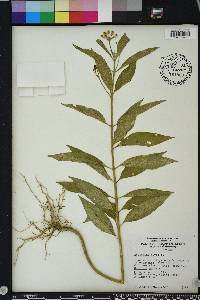 Asclepias nivea image