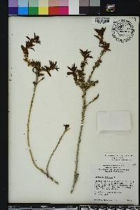 Capraria biflora image