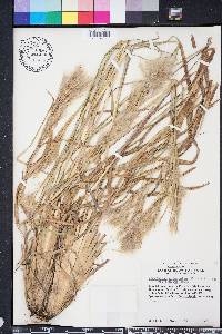 Andropogon glomeratus image