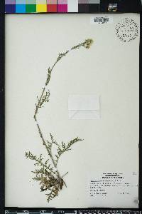 Hymenopappus scabiosaeus image