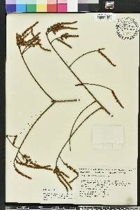 Taxodium ascendens image