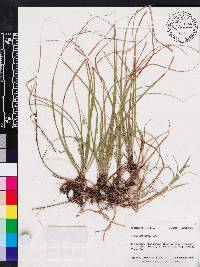 Carex floridana image