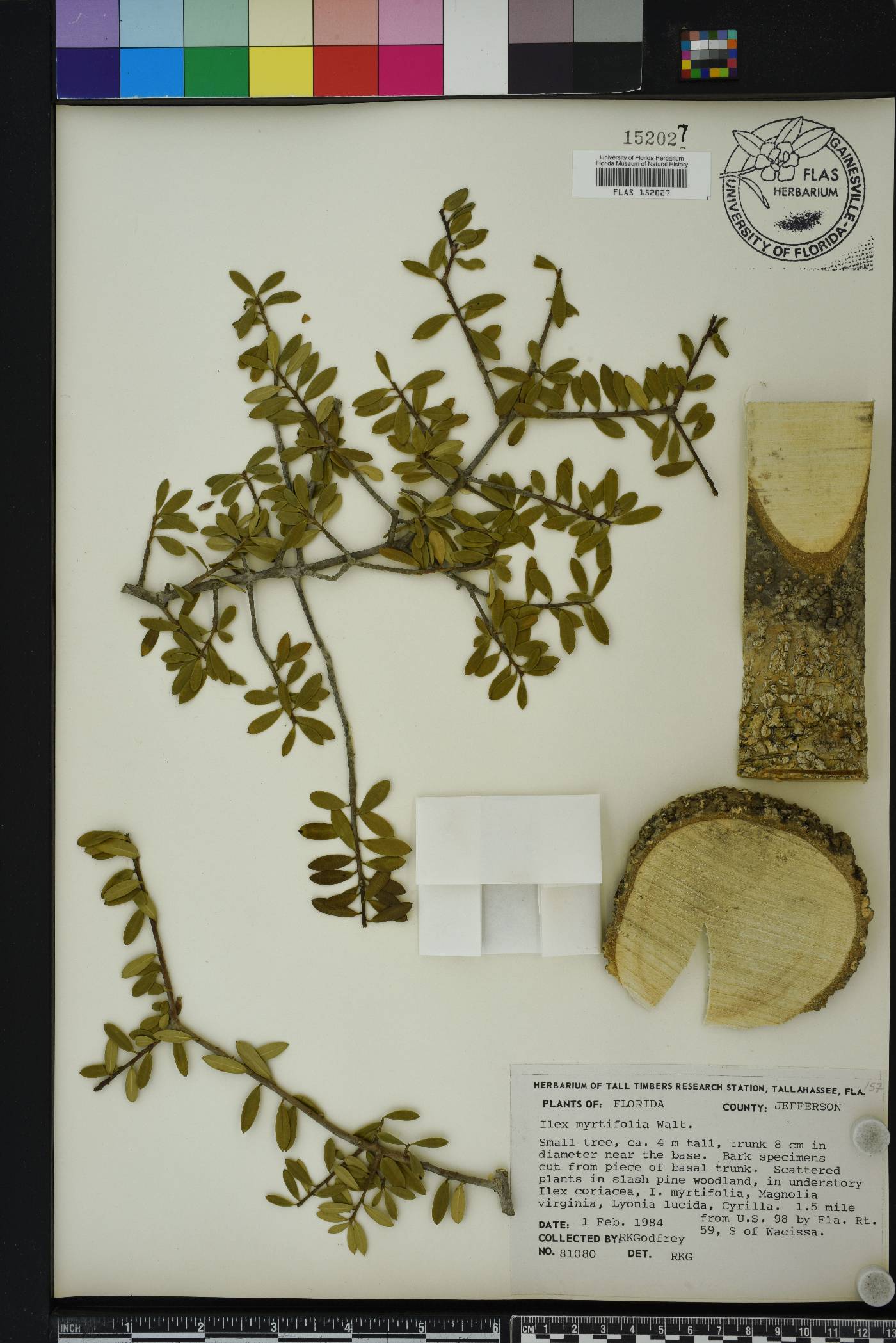 Ilex cassine var. myrtifolia image