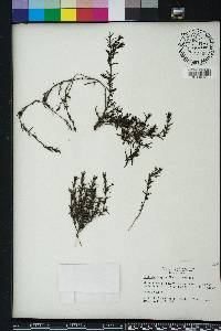 Sophronanthe hispida image