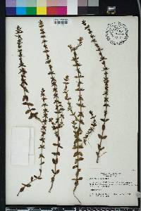 Sophronanthe pilosa image