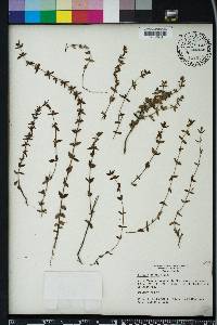 Sophronanthe pilosa image