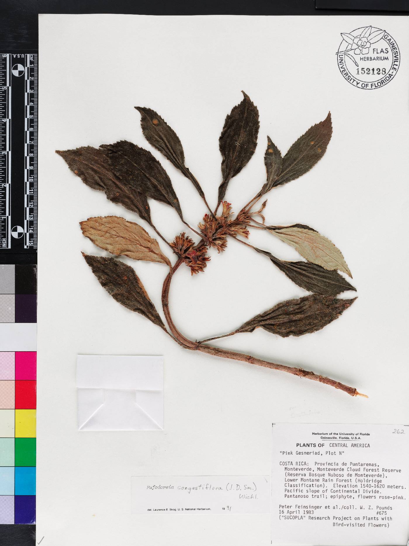 Rufodorsia congestiflora image