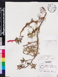 Columnea glabra image