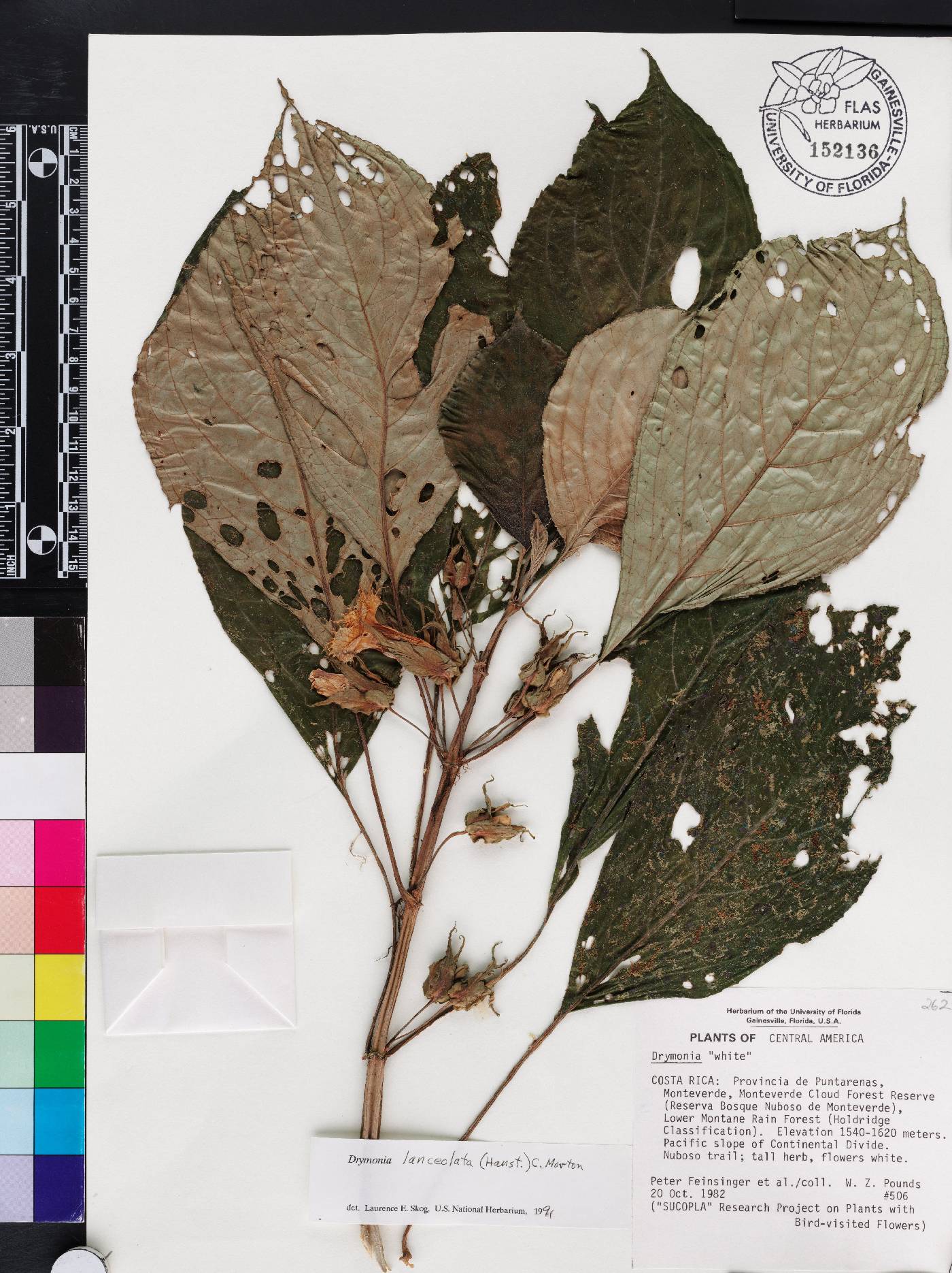 Drymonia lanceolata image