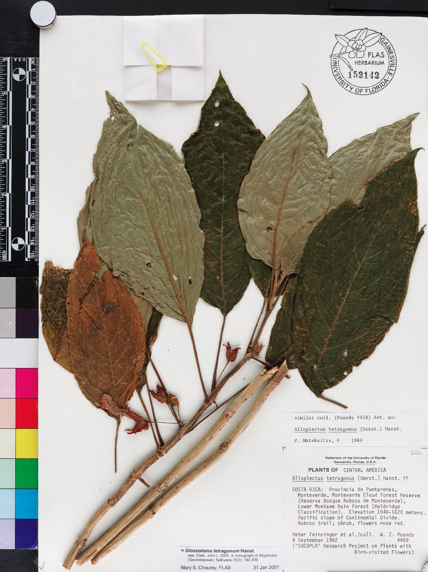 Glossoloma tetragonum image