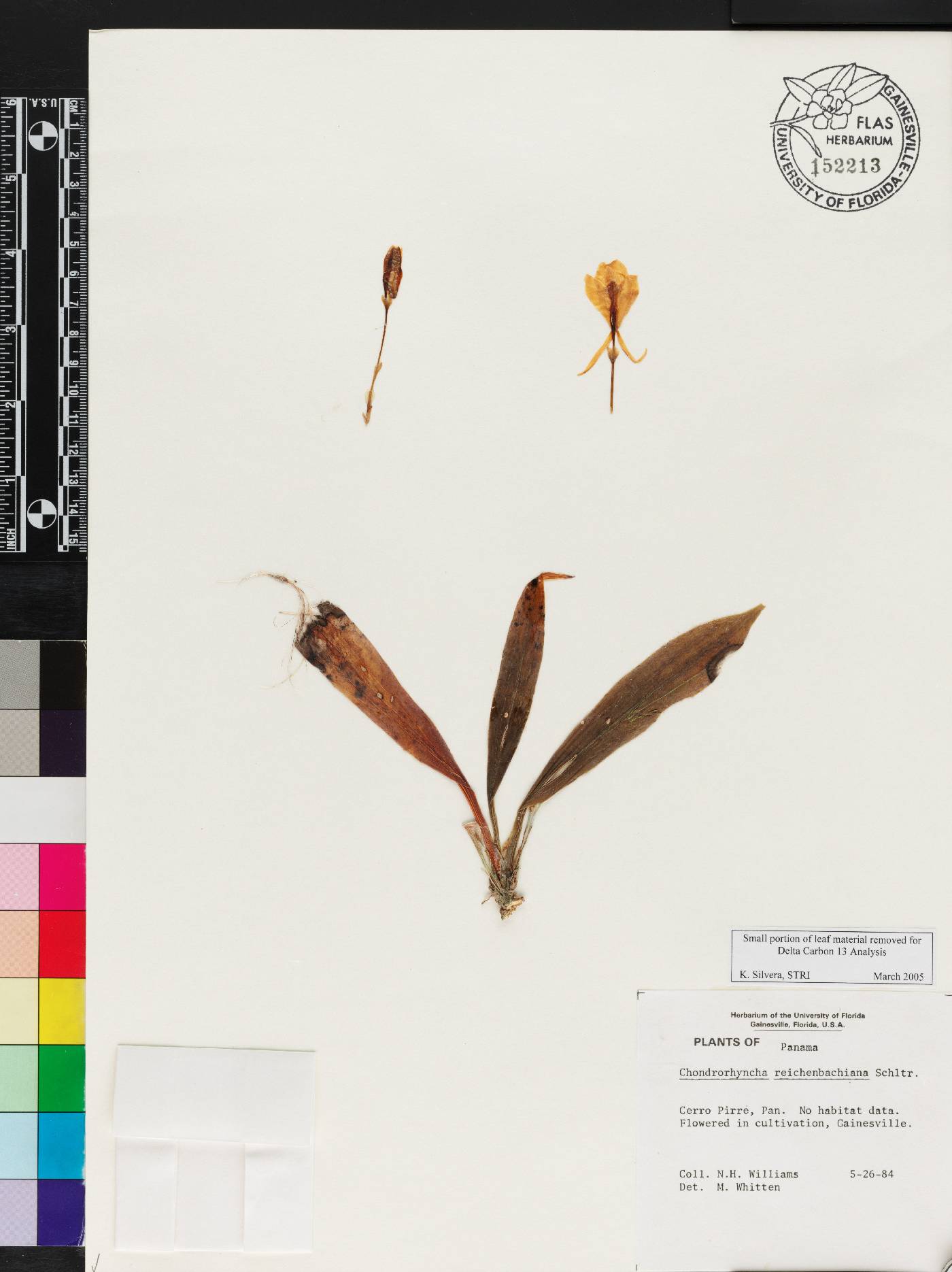 Benzingia reichenbachiana image