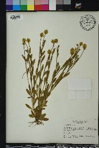 Polygala lutea image