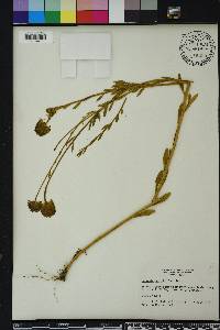 Polygala rugelii image