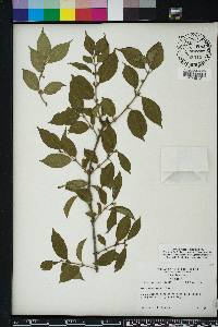 Lonicera maackii image