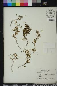 Oxalis corniculata image