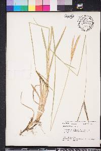 Eustachys petraea image