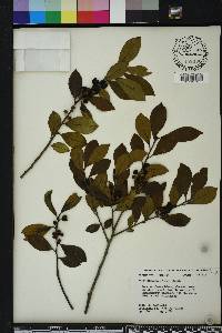 Ilex coriacea image