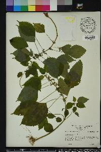 Pilea pumila image