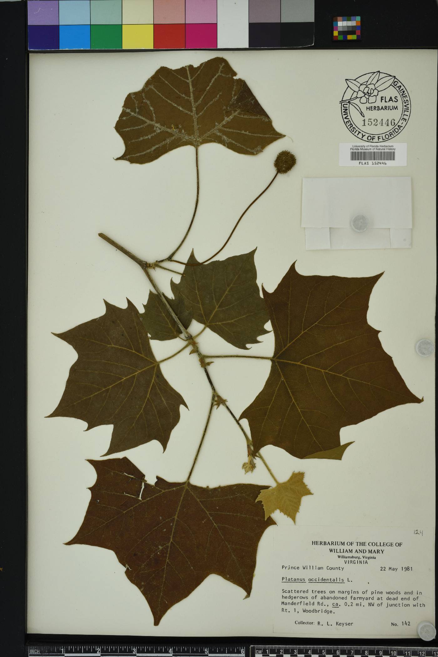 Platanus orientalis image