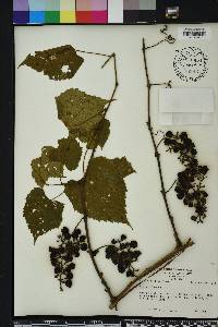 Vitis vulpina image