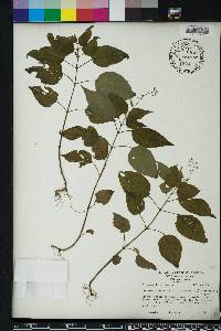 Circaea canadensis image