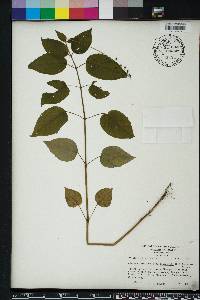 Circaea canadensis image