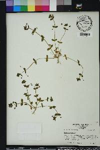 Lysimachia arvensis image