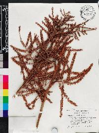 Sabal etonia image