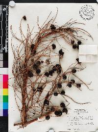 Sabal etonia image