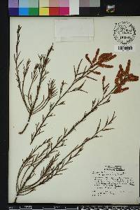 Polygonella fimbriata image