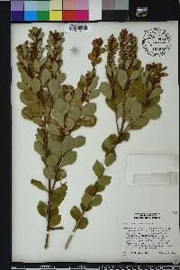 Lyonia fruticosa image