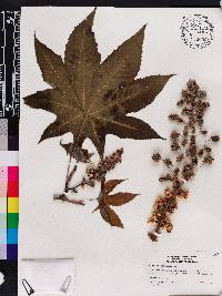 Ricinus communis image