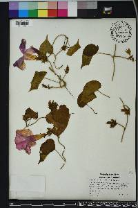 Ipomoea indica image