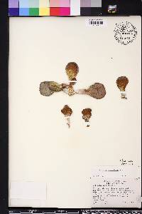 Kalanchoe luciae image