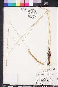 Ctenium aromaticum image