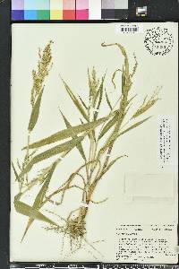 Urochloa ramosa image