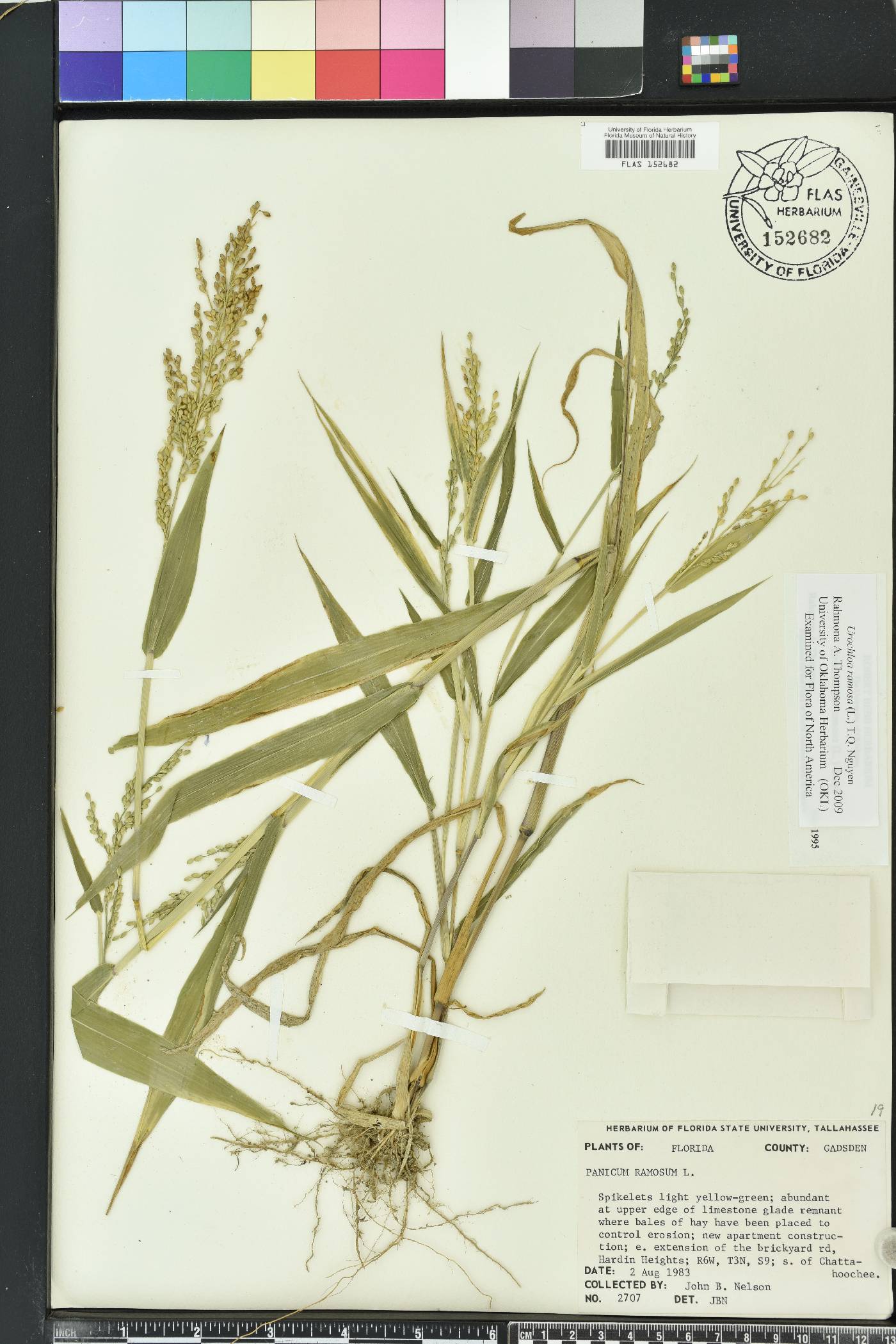 Urochloa ramosa image