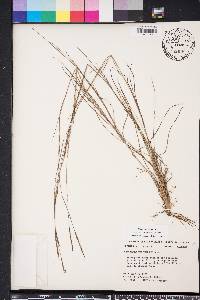 Schizachyrium tenerum image