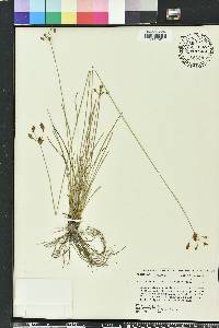 Fimbristylis caroliniana image