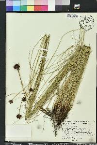 Schoenus nigricans image