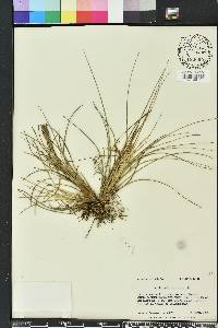 Tillandsia bartramii image