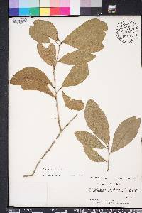 Quercus laurifolia image