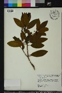 Illicium anisatum image