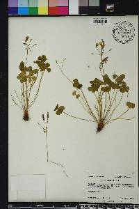 Oxalis rubra image